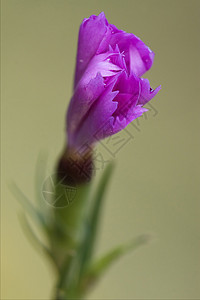 粉红色紫花花粉地衣洋甘菊叶子孕期雌蕊花瓣荒野海事点状图片