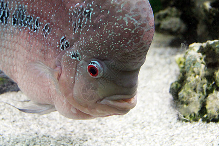 水族馆红头棕色红色男性观赏鱼情调异国鱼缸栖息低音橙子图片