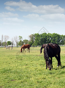 牧场现场的马群绿色畜栏动物场地黑色哺乳动物农场蓝色白色棕色图片