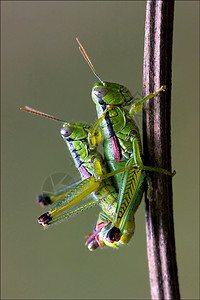 性别在一块小树枝上线条植物木头小枝蒸汽爪子衬套昆虫蝗科雀科图片