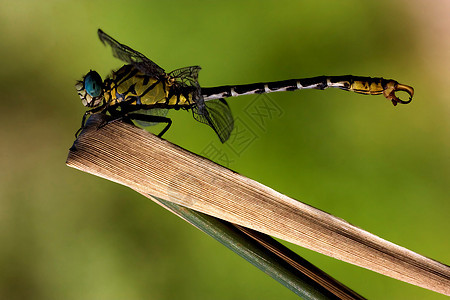 野黄色荒野昆虫爪子蜻蜓木头发臭翅膀橙子叶子网络图片