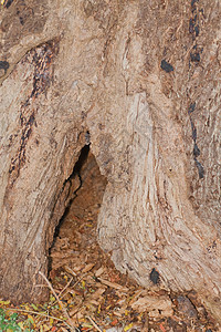 树树皮 树干部分死亡风化晴天公园木材木头环境植物学森林悲伤图片