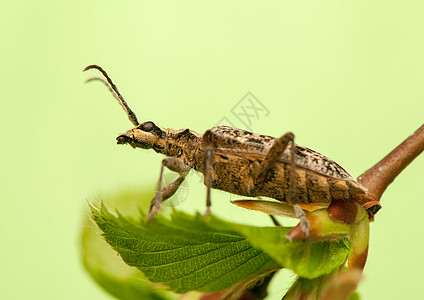 审问器野生动物动物学昆虫宏观触角甲虫漏洞棕色检察官长角图片