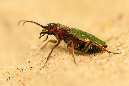 Cicindela 野营油菜甲虫漏洞荒野宏观动物动物学动物群昆虫收藏图片