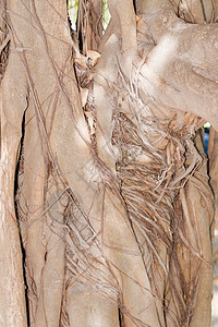 树树皮 树干部分悲伤分支机构环境生活森林晴天干旱骨骼衰变植物学图片