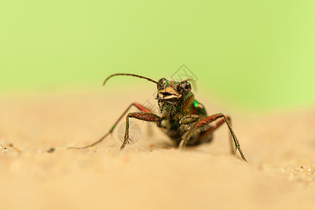 Cicindela 野营荒野昆虫甲虫昆虫学动物宏观鞘翅目野生动物动物群收藏图片