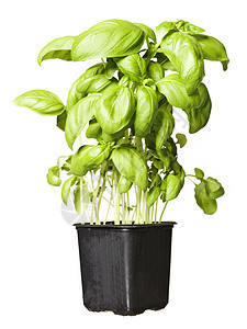 Basil 工厂叶子绿色花盆栽培草本植物药草园饮食白色植物生长图片