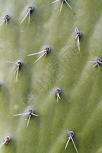 Cactus 表面宏观肉质花园植物绿色异国叶子沙漠危险多刺图片