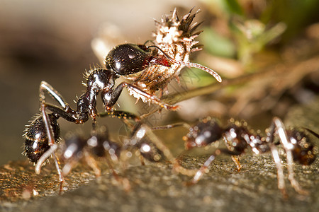 工人蚂蚁漏洞食物荒野力量踪迹环境身体野生动物昆虫棕色图片