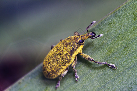 Weevil 臭虫 Lixus 方言花园植物动物群天线绿色荒野叶子翅膀动物野生动物图片