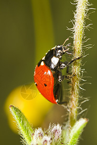 美丽的母虫昆虫昆虫学红色黑色天线动物群甲虫漏洞环境野生动物瓢虫图片