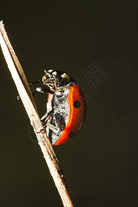 美丽的母虫昆虫天线漏洞红色野生动物昆虫学动物群瓢虫黑色甲虫环境图片