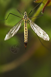 Ichnemomon 黄蜂 系统结构黑色寄生虫黄色猎人生物学荒野掠夺性宏观野生动物昆虫图片