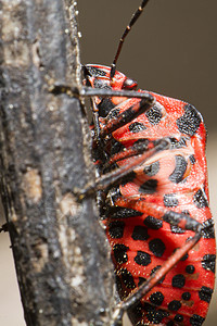 直线图臭虫红色黑色漏洞线状体笔体昆虫触角条纹昆虫学动物群图片