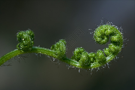 泉水中的抽象腐蚀黄色花园扭力黑色绿色网络曲线蕨类植物宏观图片