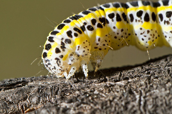 白菜毛毛虫黄色野生动物生物昆虫漏洞青虫宏观黑色毛虫害虫图片