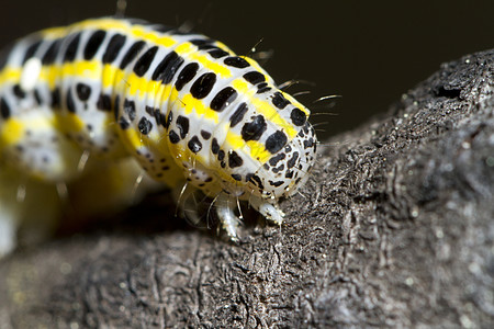 白菜毛毛虫生物害虫幼虫昆虫黑色白色黄色宏观漏洞青虫图片