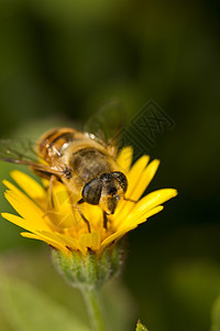 工人蜜蜂授粉宏观花粉花园花蜜荒野蜂蜜黄色花瓣植物昆虫图片