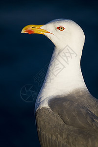 海鸥鸟晴天海岸白色支撑动物群灰色海洋荒野沿海图片