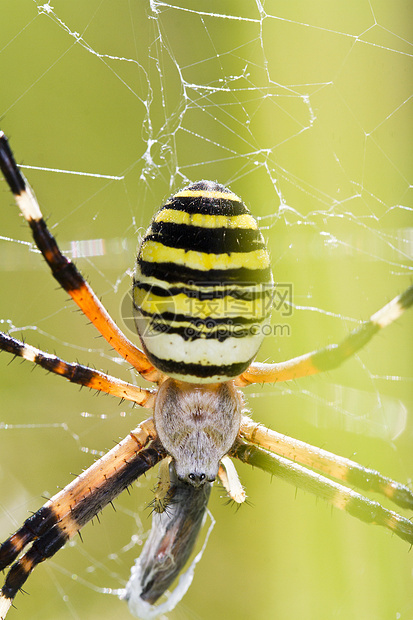 织交蜘蛛生物学毒液球体陷阱带状网络丝绸黄色捕食者编织图片