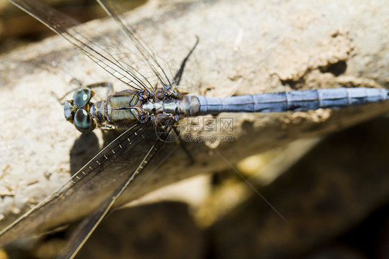 有机染色体漏洞昆虫蜻蜓晴天生物肩章植被翅膀野生动物眼睛图片