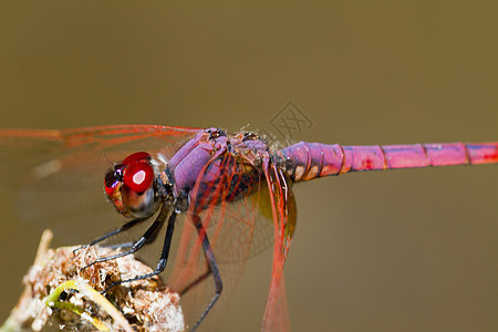 紫色滴水植被植物晴天蜻蜓翅膀野生动物宏观季节漏洞公园图片