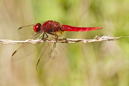 斯嘉丽达特红十字红斑蜻蜓漏洞野生动物昆虫公园眼睛季节植物生物图片