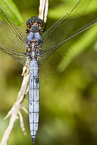 有机染色体翅膀野生动物蜻蜓植被肩章眼睛生物昆虫晴天公园图片