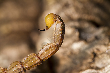 蝎子尾巴小动物棕色荒野毒液危险脊椎动物动物群宏观姿势野生动物图片