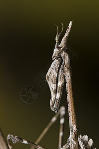 曼蒂斯帕洛锥头宏观昆虫捕食者动物漏洞女性图片