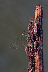 工厂的红色虫李盖乌斯石昆虫学马术翅膀宏观昆虫荒野团体半翅目登山者野生动物图片