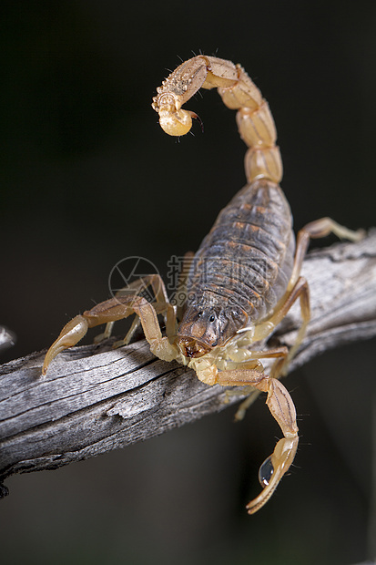 蝎子天蝎身体动物小动物宏观动物群姿势脊椎动物爪子危险图片