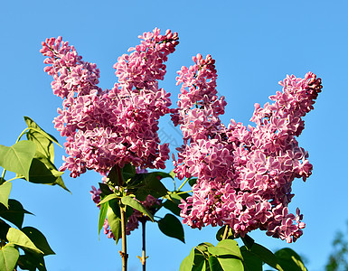 有春花的树枝衬套植物学植物礼物薰衣草叶子生长紫色花园紫丁香图片
