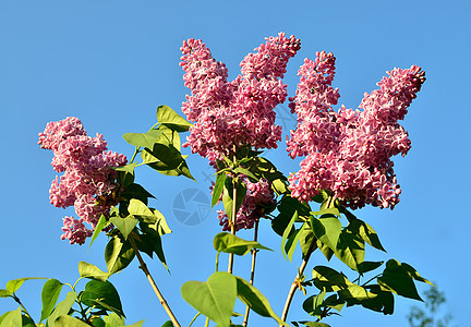 蓝色天空上有春月花的树枝图片