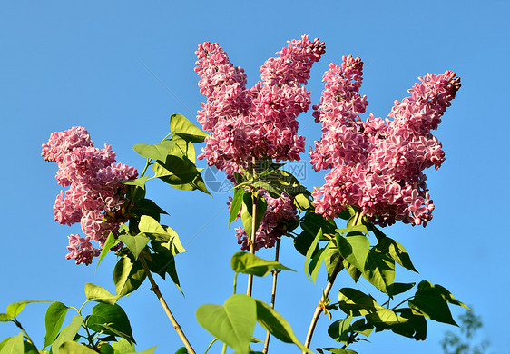 蓝色天空上有春月花的树枝图片