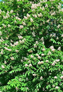 天然本底 有很多栗子树花朵叶子落叶植被乔木白色树梢花纹生物体植物绿色图片