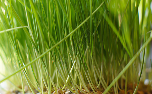 绿草院子草皮草地场地活力植物学草原生长刀片季节图片