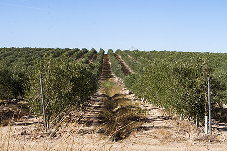 种植橄榄树和橄榄树种植园栽培农村蓝色土地耕地场地天空图片
