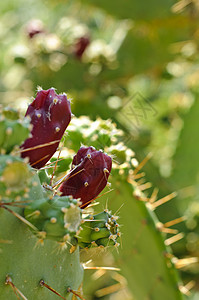 球桨仙人掌(Opuntia)上的果实图片