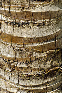 椰子棕榈树干棕榈椰子条纹植物群热带生态绿色木头植物学植物图片