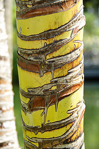 棕榈树树干纹理果皮植物生态棕色黄色热带木头棕榈风化条纹图片