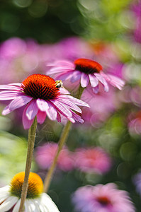 紫色锥形花花瓣植物学荒野橙子蜜蜂生长花冠植物野花叶子图片