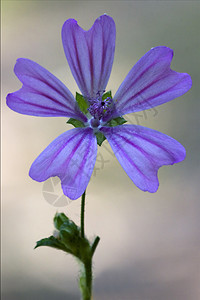 Sylvestris 厕所叶子荒野花瓣蓝色孕期植物宏观花园点状雌蕊图片