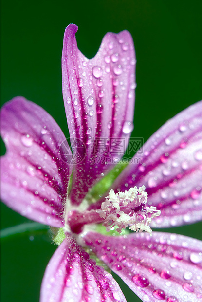 紫花孕期蓝色点状花粉花瓣阴影叶子雌蕊宏观花园图片