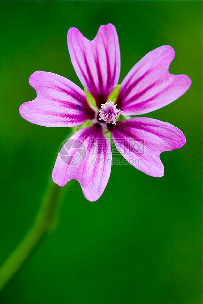 紫色麦尔瓦孕期荒野花园解剖学阴影点状花瓣花粉宏观雌蕊图片