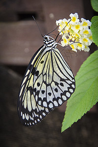 纸板(米饭纸)蝴蝶图片