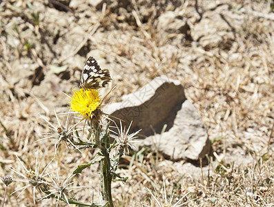 蝴蝶在花朵上昆虫公园底面向日葵花园女王翅膀山脉图片