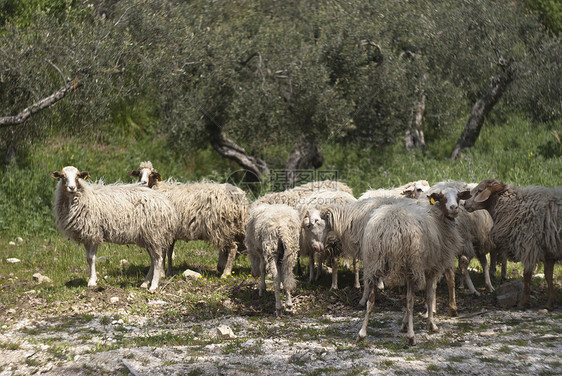 羊群爬坡牧羊人羊毛文化暴民农村守门员蓝色家畜草地图片