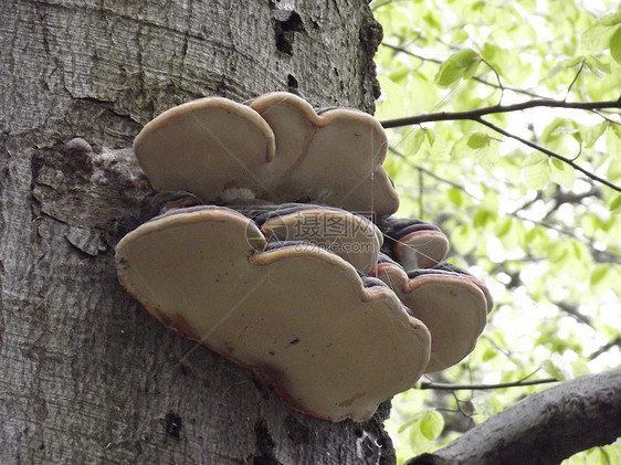 一棵病树上的蘑菇图片