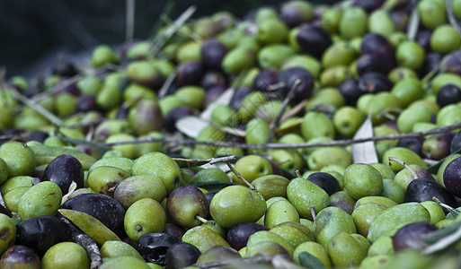 采摘橄榄和叶子生物收集食物季节农业库存树林农场种子水果图片